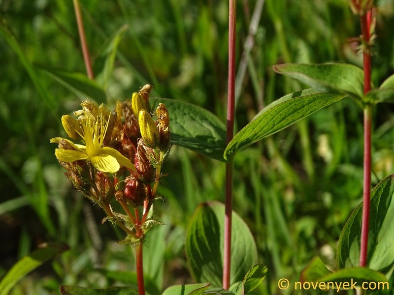 Hypericum bithynicum photo 7