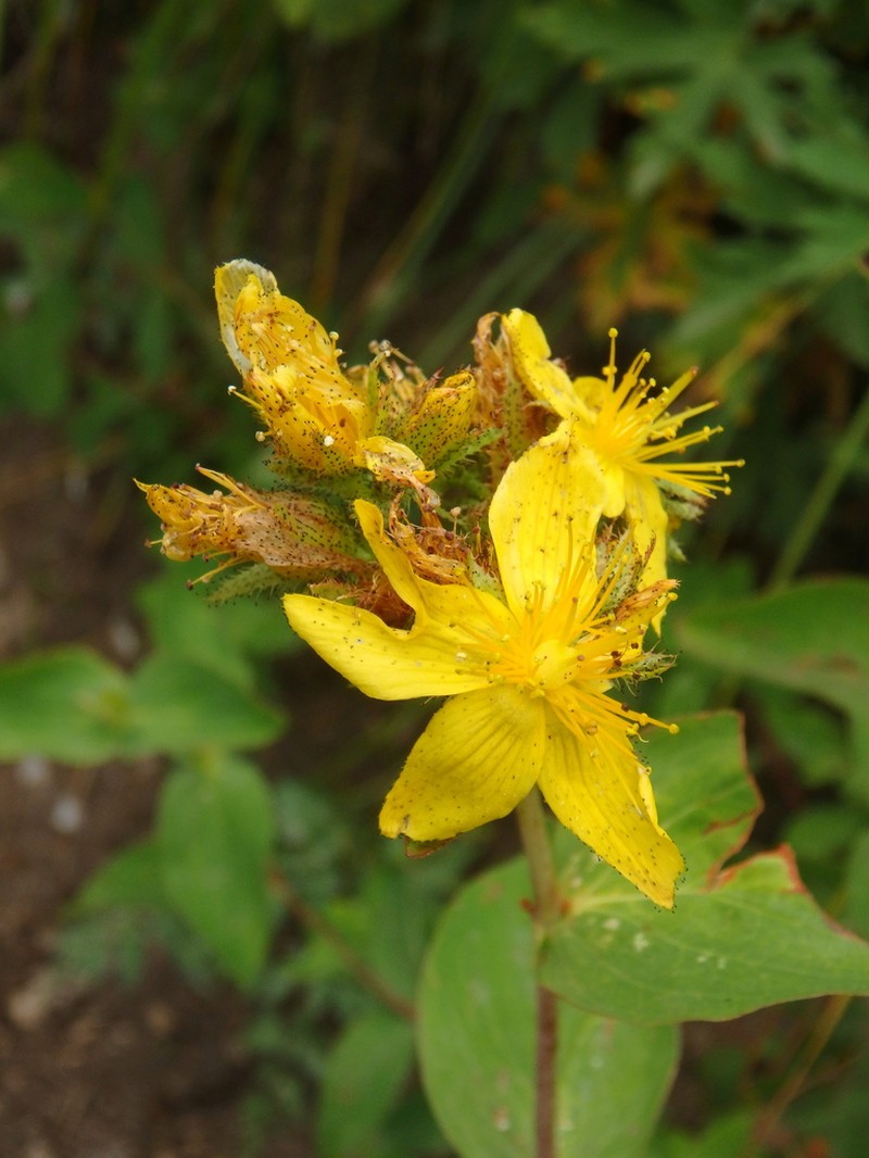 Hypericum bithynicum photo 8