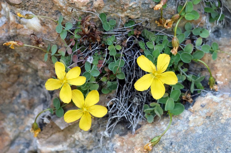 Hypericum boehlingraabei
