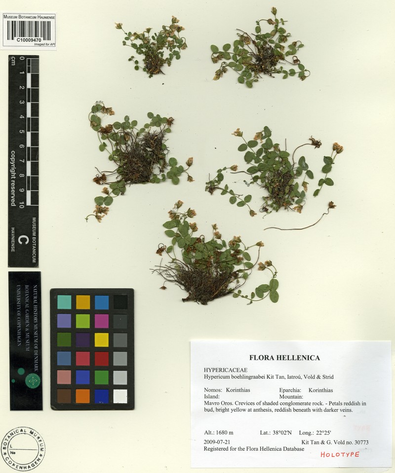 Hypericum boehlingraabei photo 2