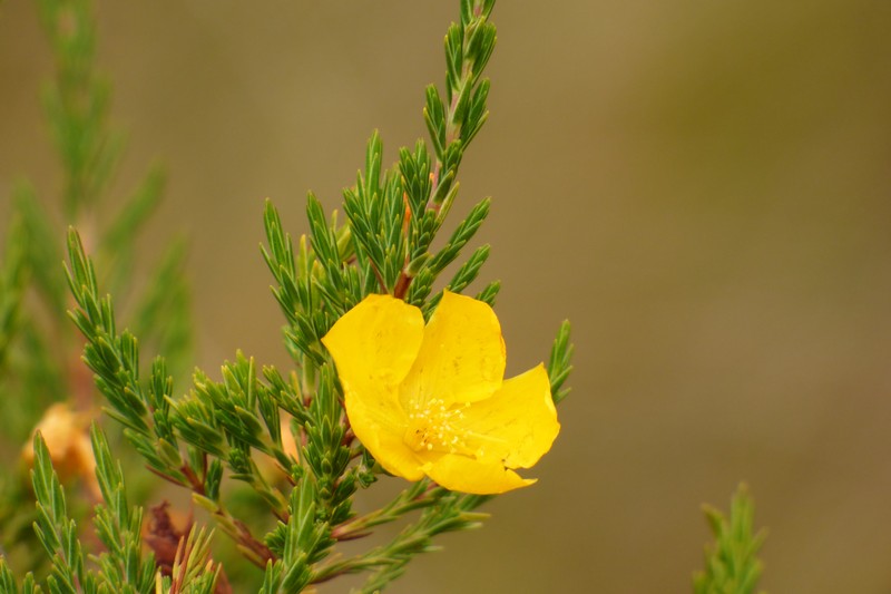Hypericum bolivaricum