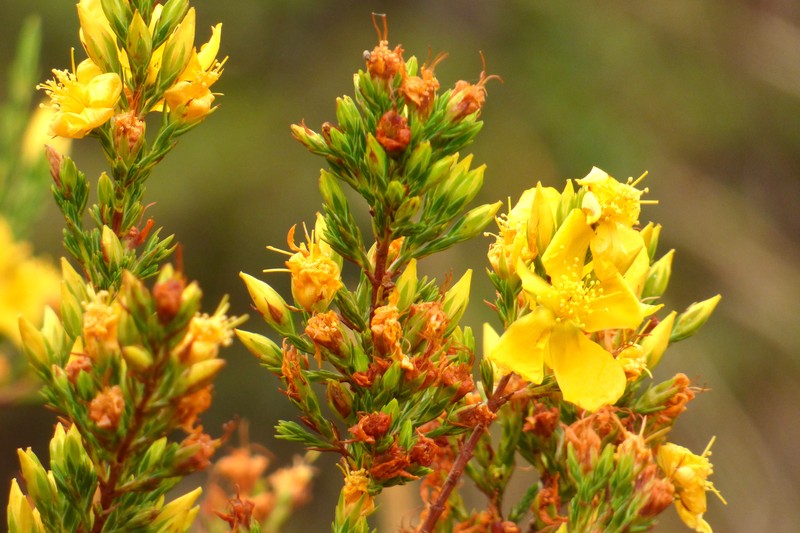 Hypericum bolivaricum photo 3