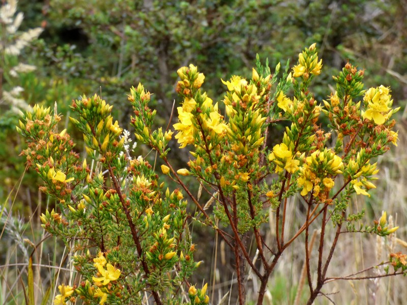 Hypericum bolivaricum photo 4
