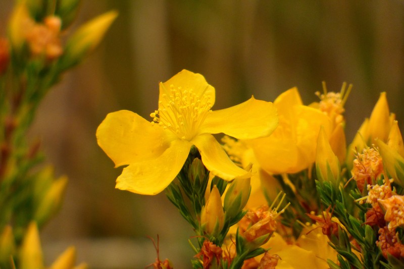 Hypericum bolivaricum photo 5