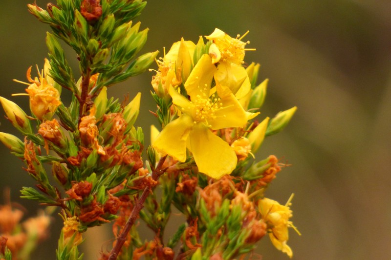 Hypericum bolivaricum photo 6