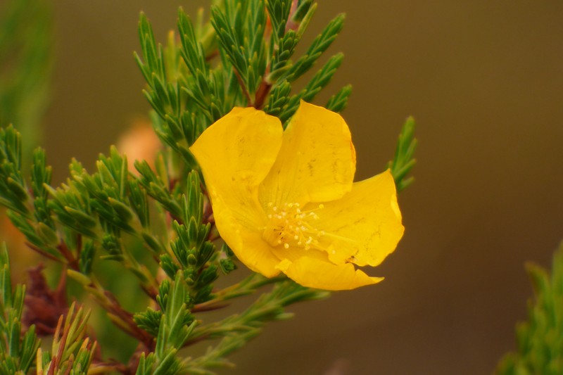 Hypericum bolivaricum photo 7