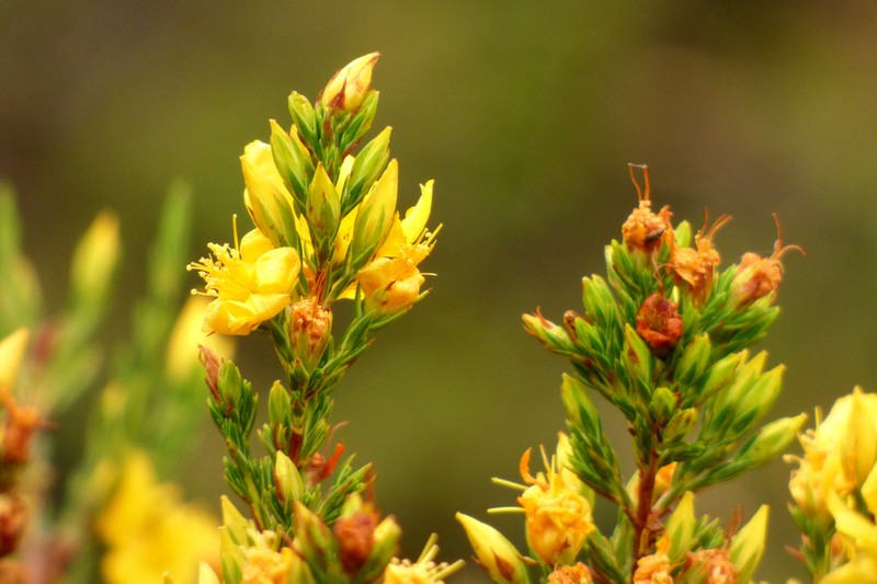 Hypericum bolivaricum photo 8