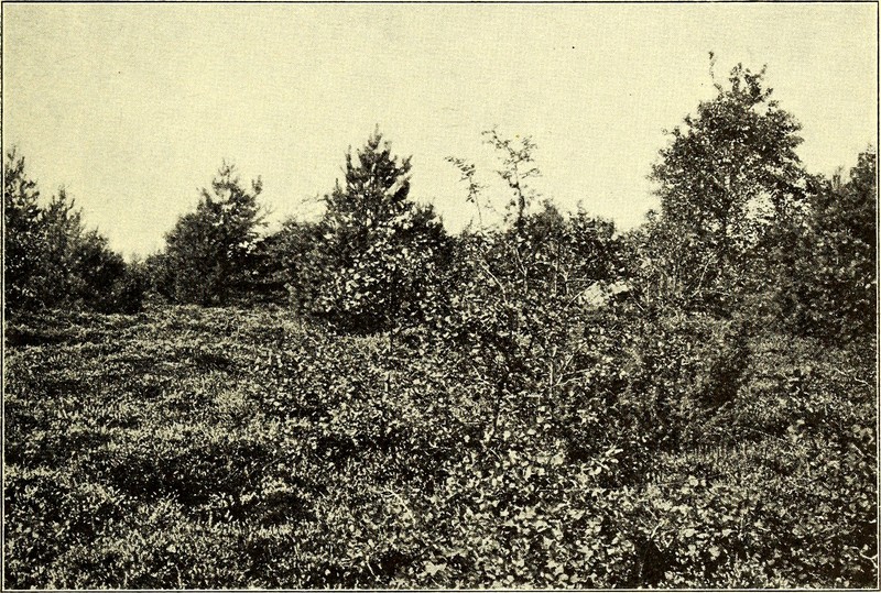 Northern St. Johnswort photo 2