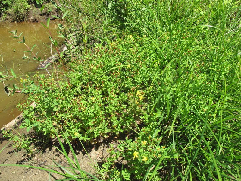 Northern St. Johnswort photo 3