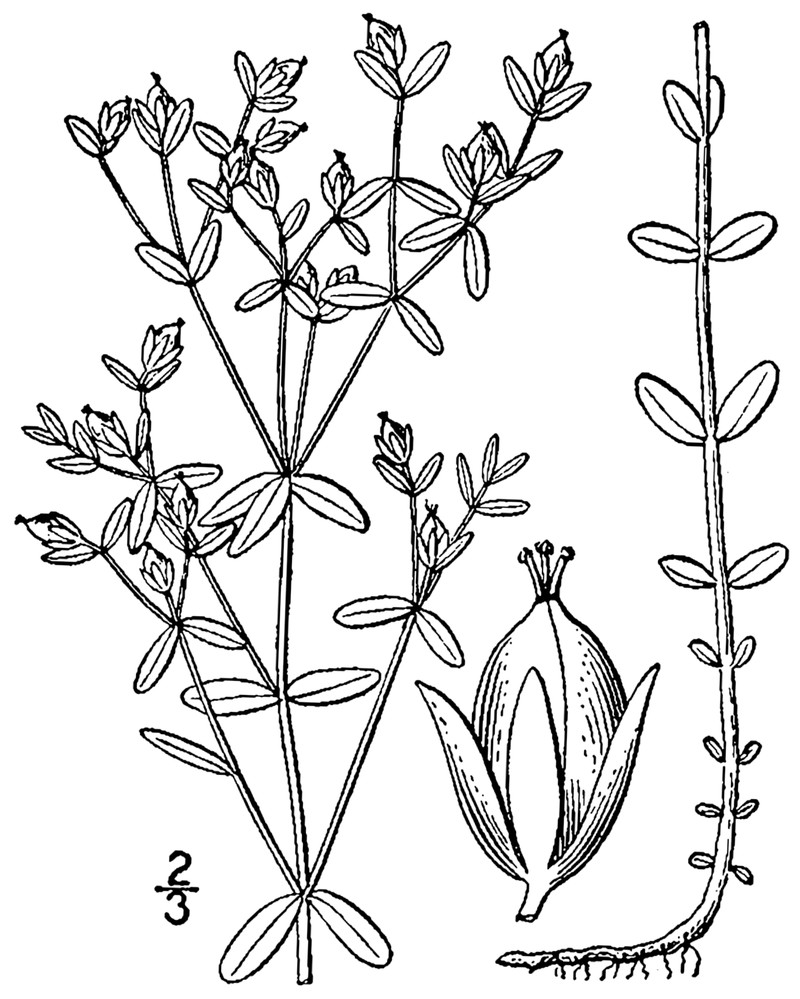 Northern St. Johnswort photo 4