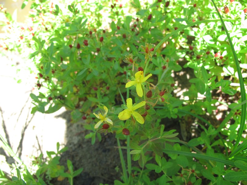 Northern St. Johnswort photo 5