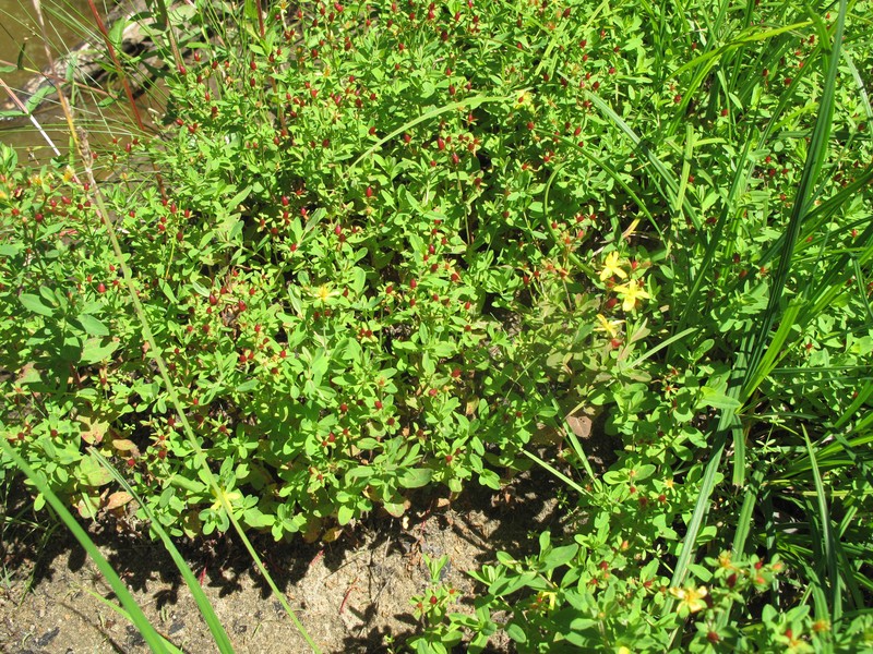Northern St. Johnswort photo 6