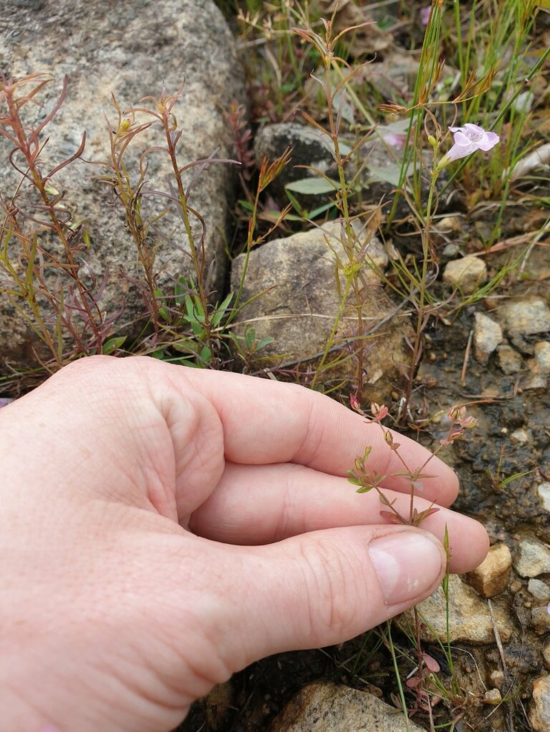 Northern St. Johnswort
