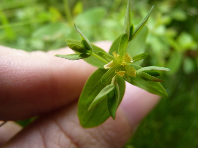 Northern St. Johnswort photo 2