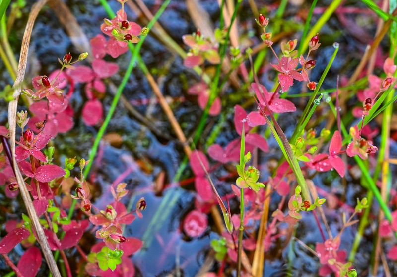 Northern St. Johnswort photo 3