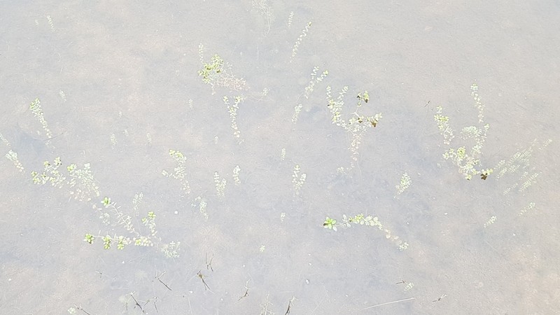 Northern St. Johnswort photo 4