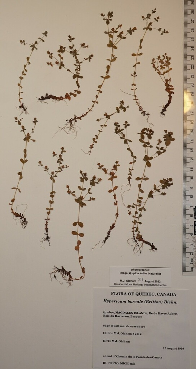 Northern St. Johnswort photo 5