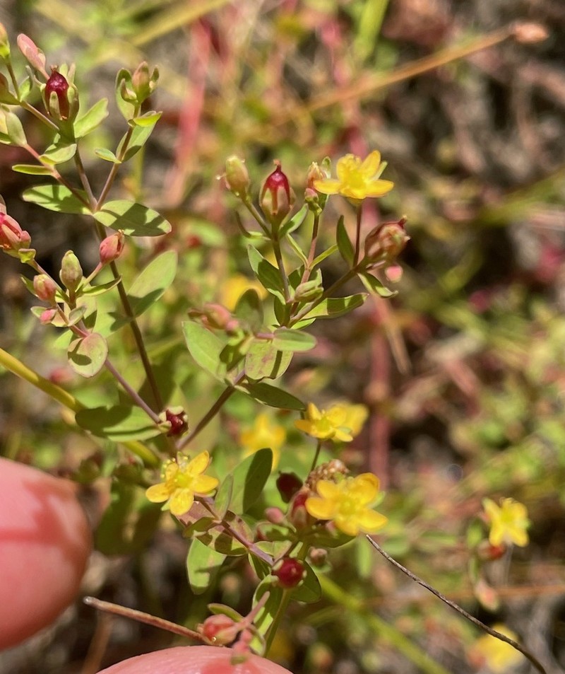 Northern St. Johnswort photo 6
