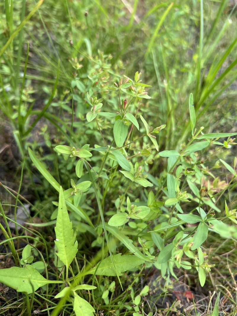 Northern St. Johnswort photo 7