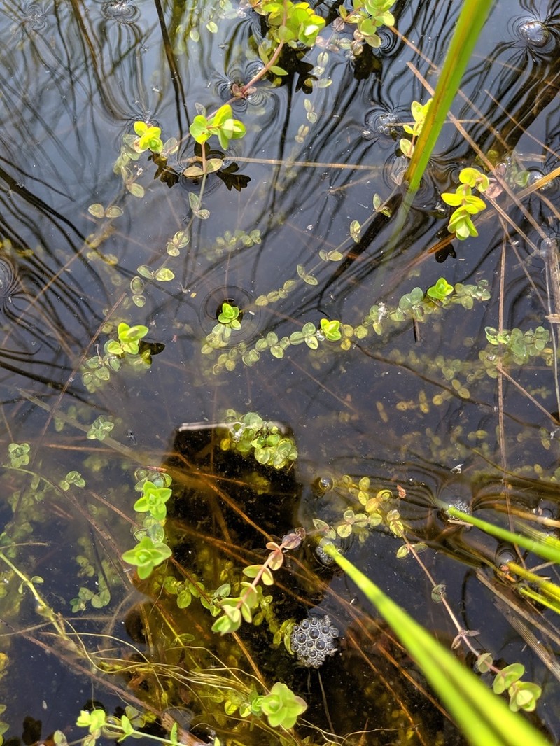 Northern St. Johnswort photo 8