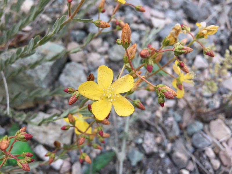 Hypericum bourgaei photo 2