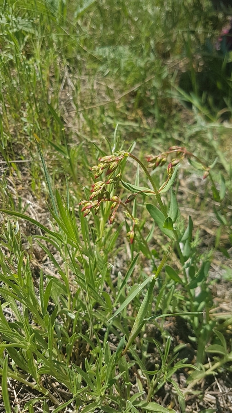 Hypericum bourgaei photo 3