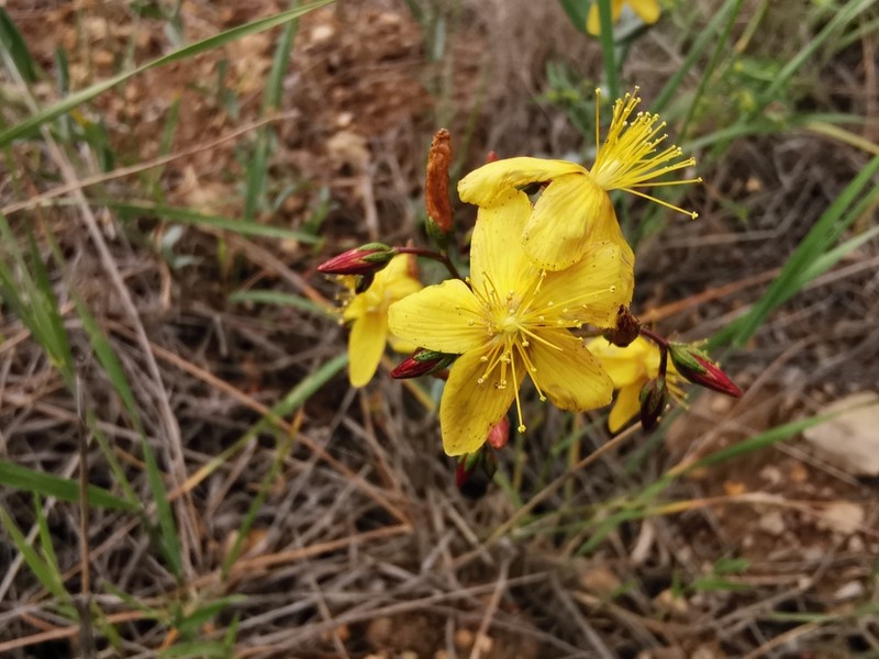 Hypericum bourgaei photo 4