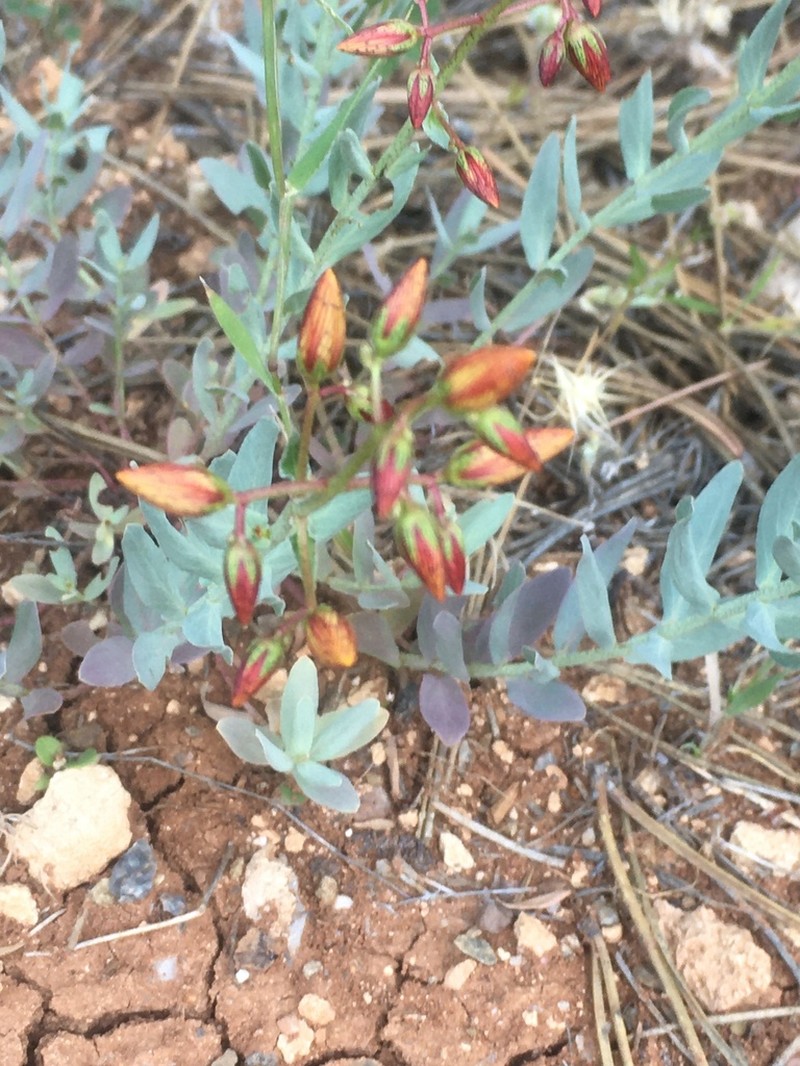 Hypericum bourgaei photo 5