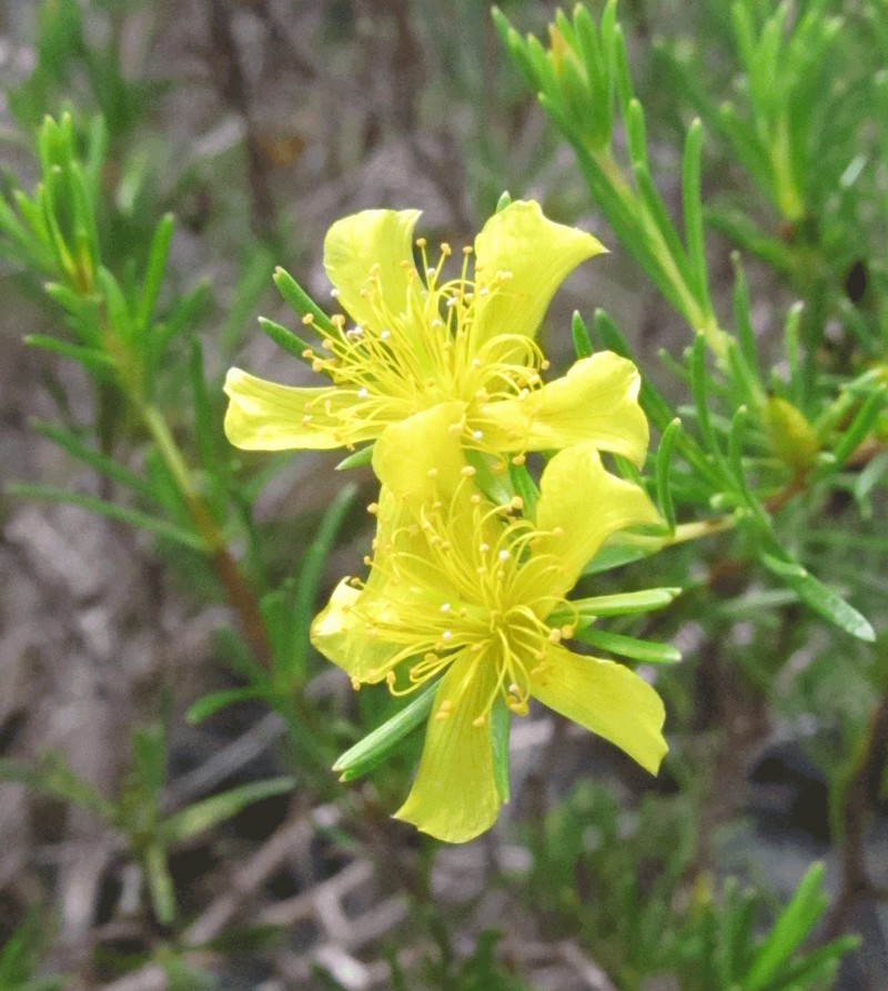 Coastal Plain St. Johnswort photo 3