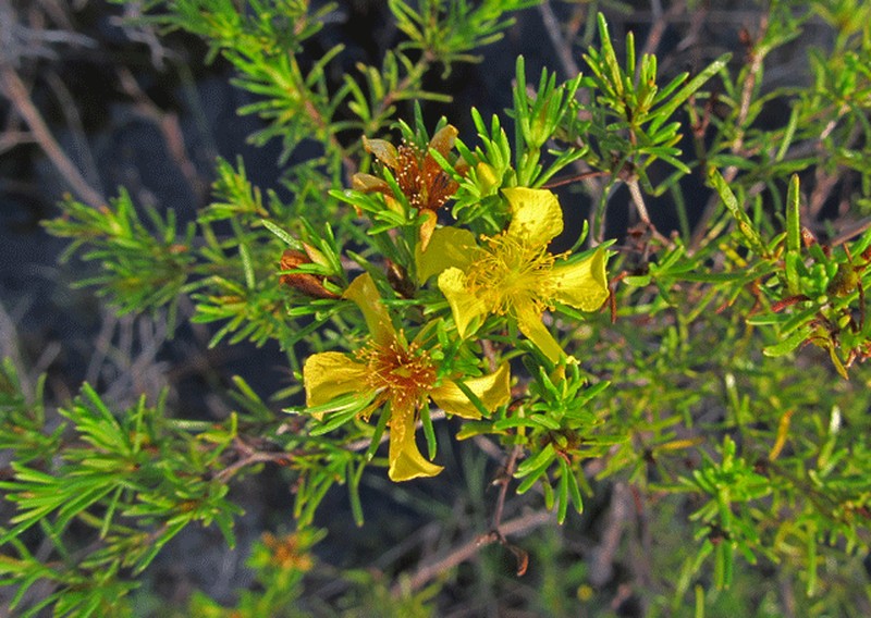Coastal Plain St. Johnswort photo 4