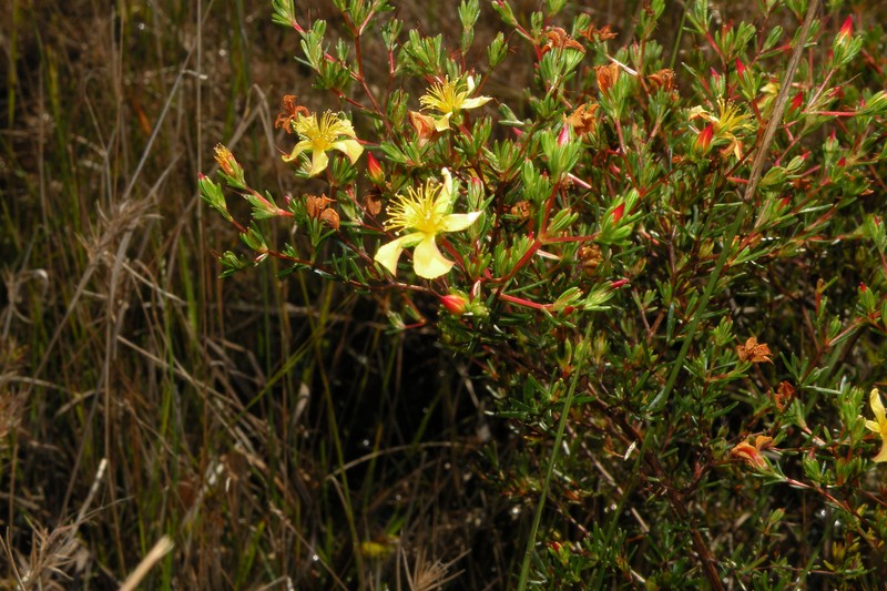 Coastal Plain St. Johnswort photo 2