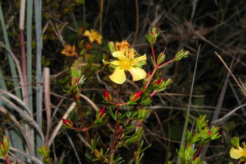 Coastal Plain St. Johnswort