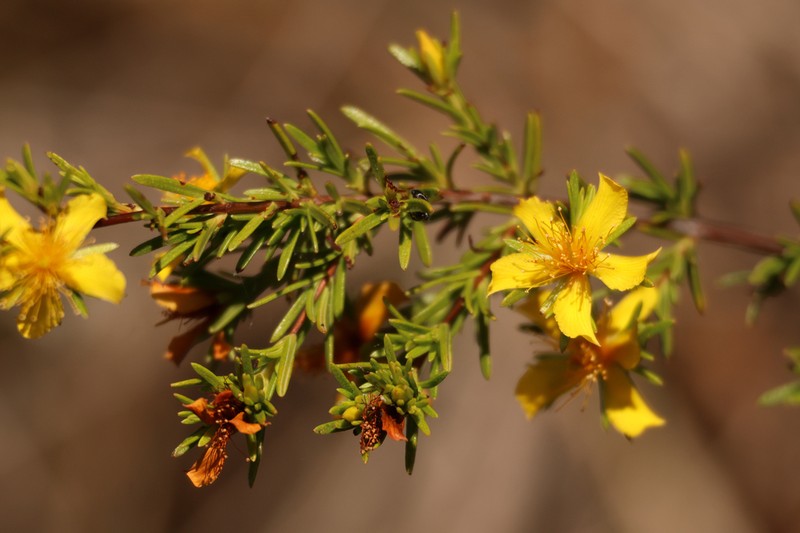 Coastal Plain St. Johnswort