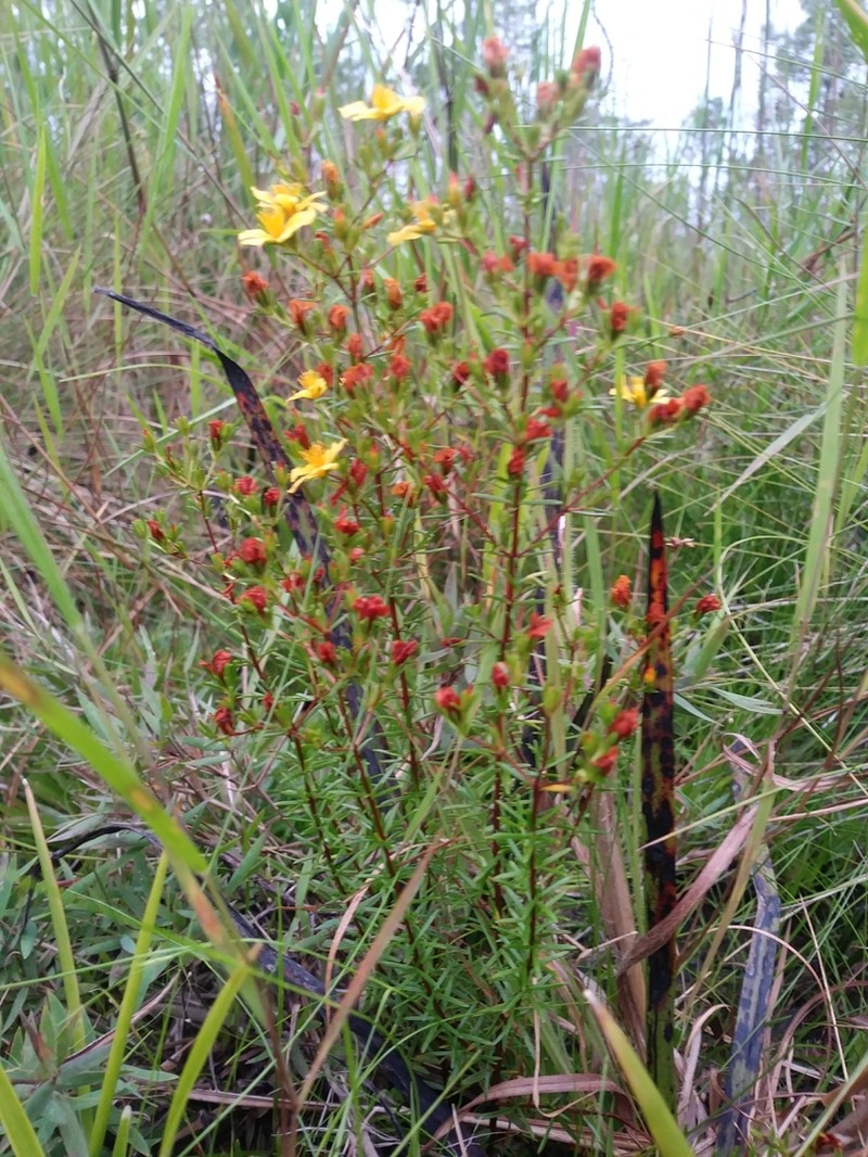 Coastal Plain St. Johnswort photo 2