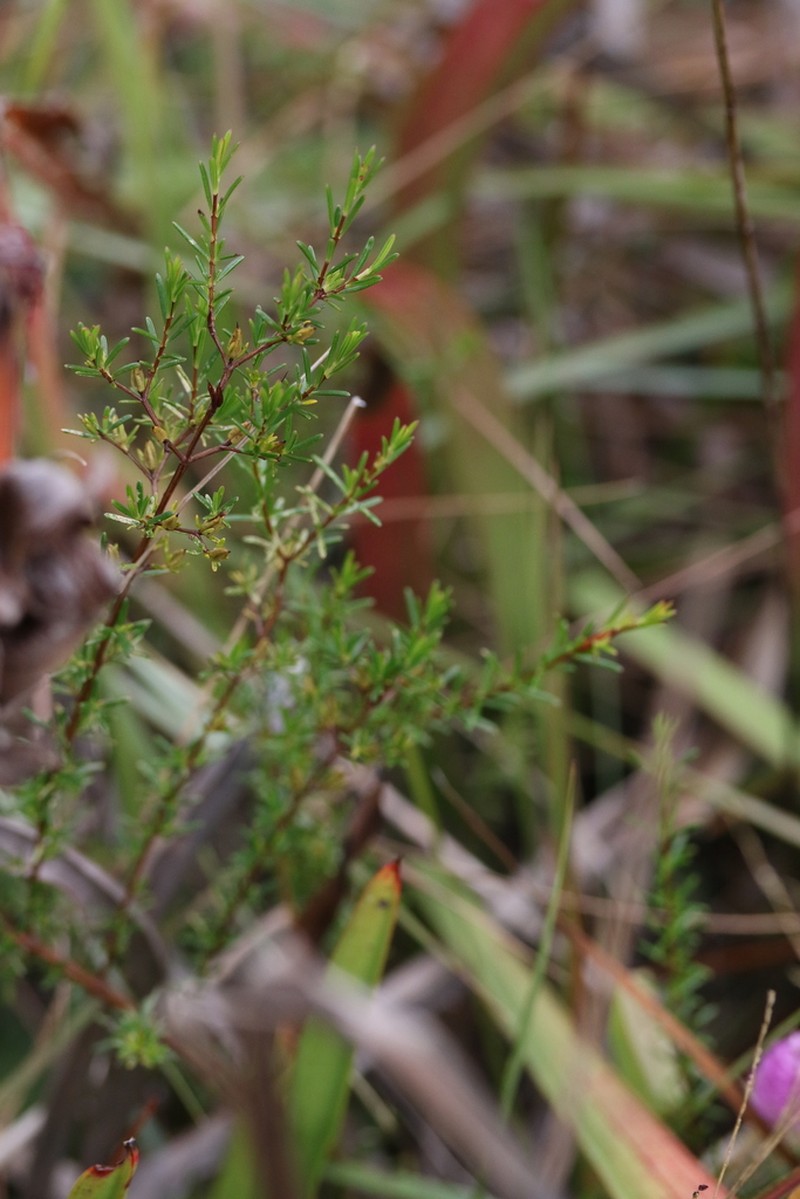 Coastal Plain St. Johnswort photo 3
