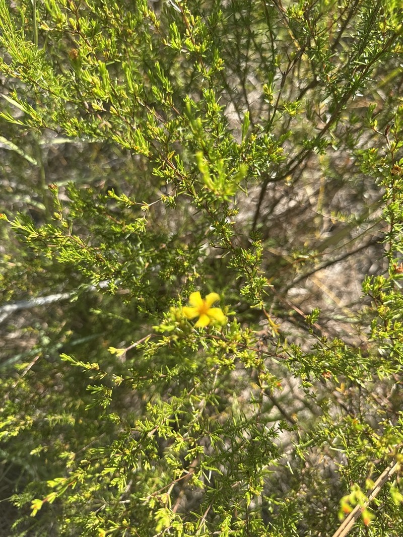 Coastal Plain St. Johnswort photo 4
