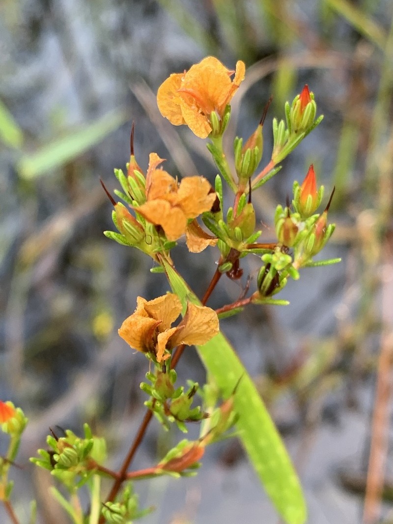 Coastal Plain St. Johnswort photo 5