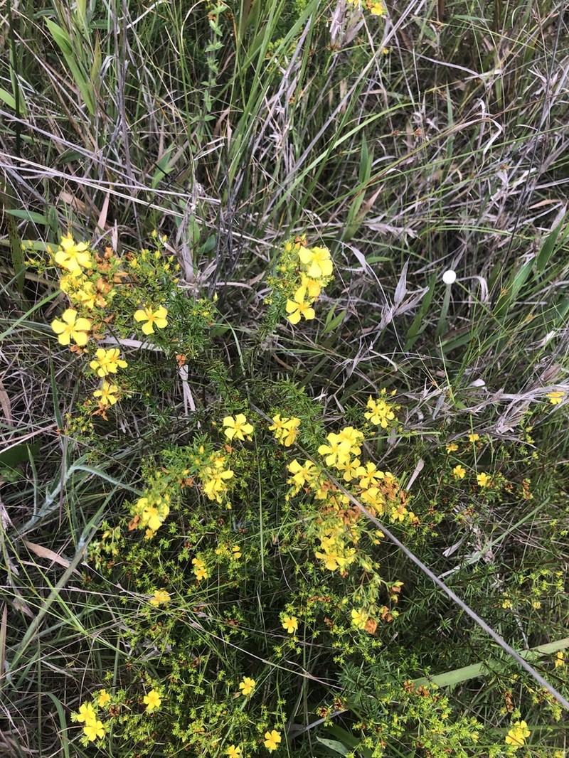 Coastal Plain St. Johnswort photo 6