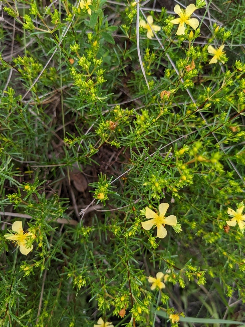Coastal Plain St. Johnswort photo 7