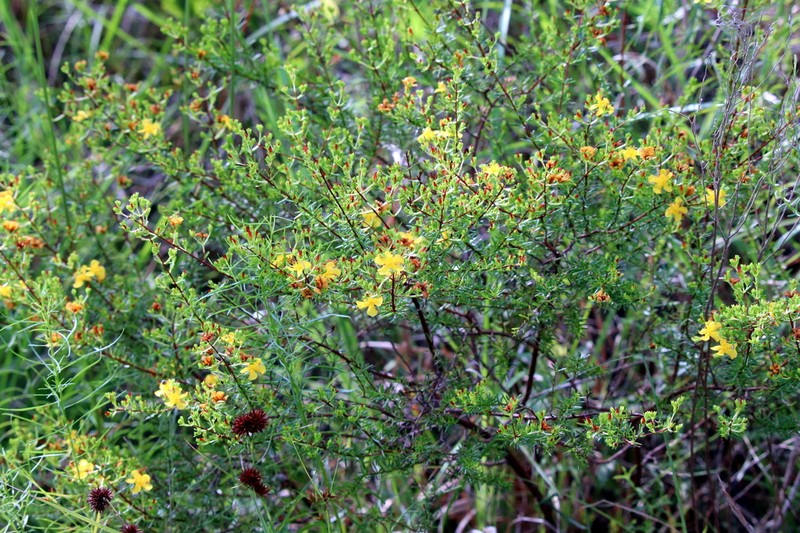Coastal Plain St. Johnswort photo 8