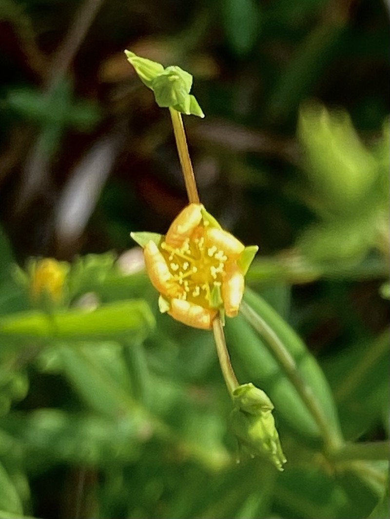 Hypericum brasiliense