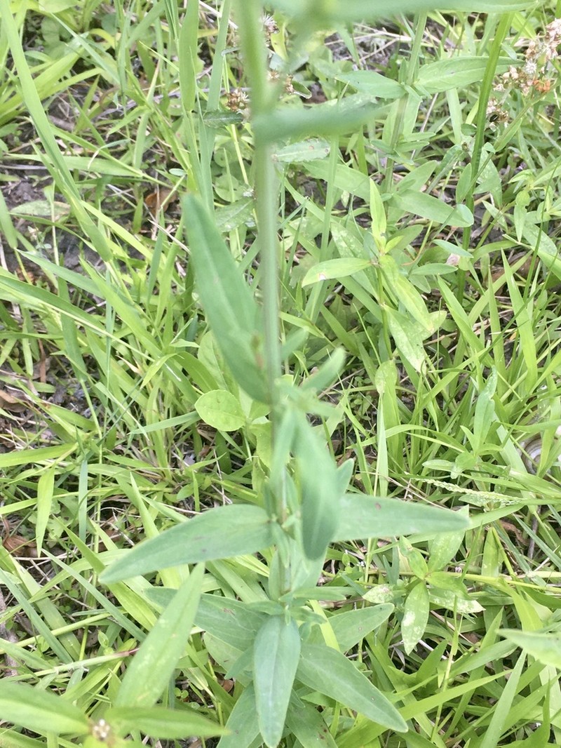 Hypericum brasiliense photo 2