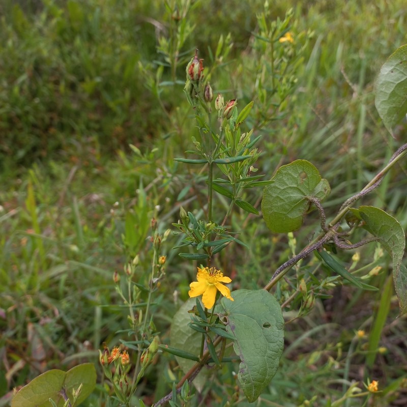 Hypericum brasiliense photo 3
