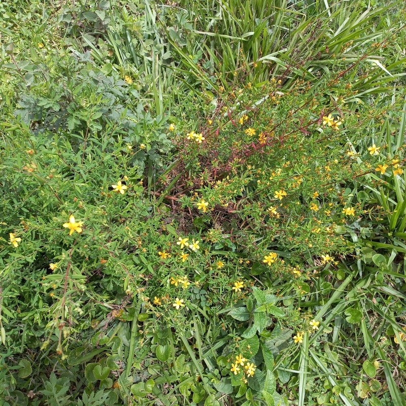 Hypericum brasiliense photo 4