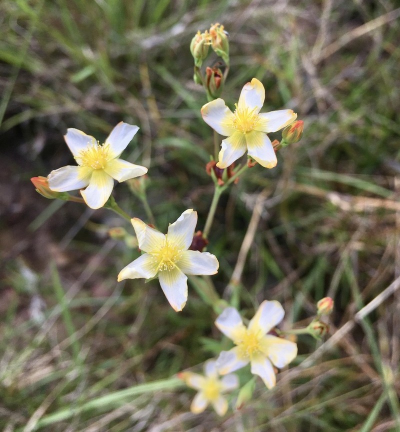Hypericum brasiliense photo 5