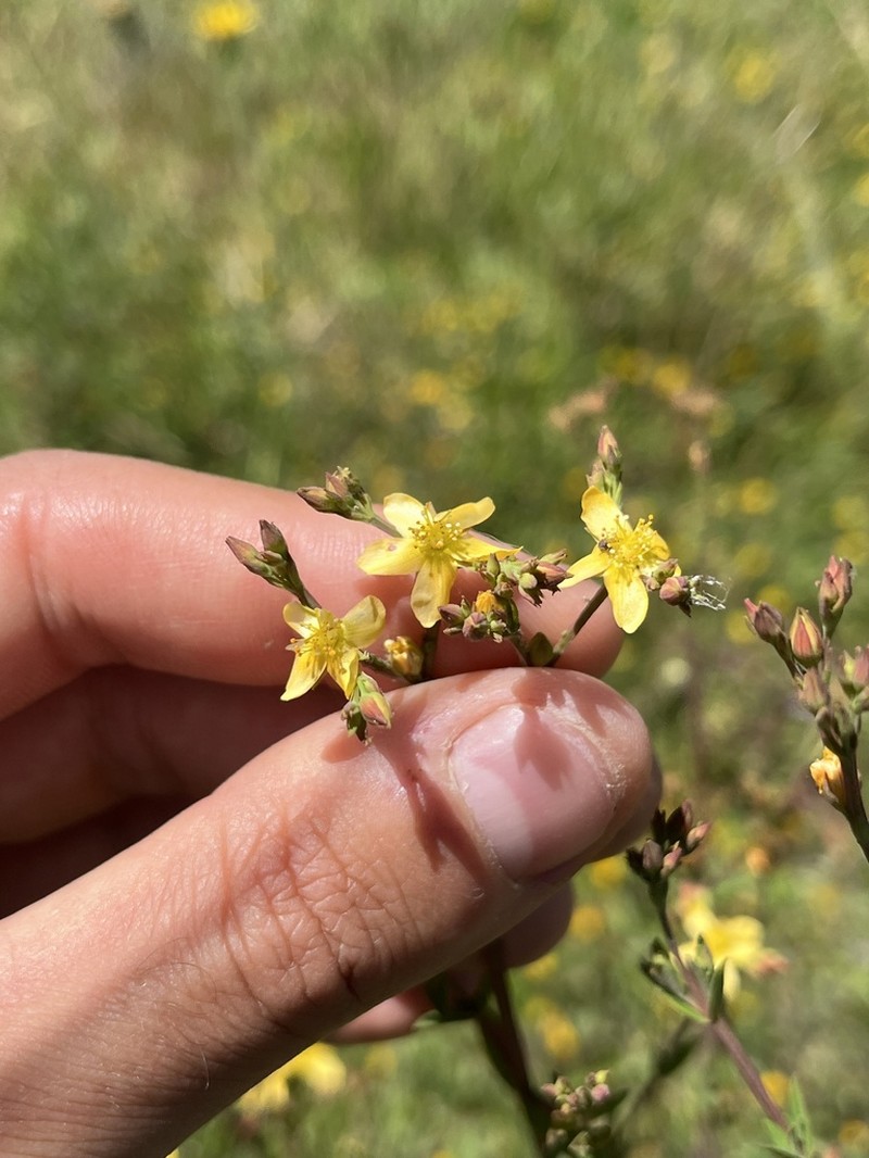 Hypericum brasiliense photo 6