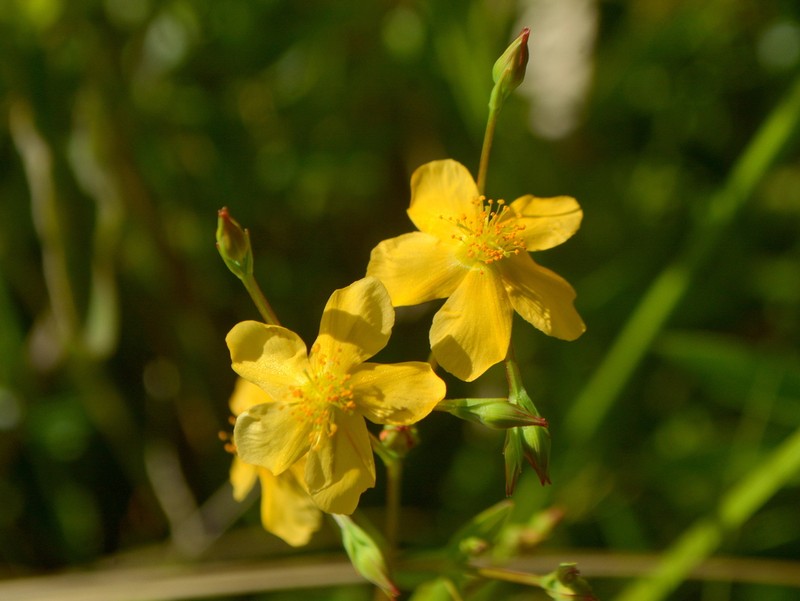 Hypericum brasiliense photo 7