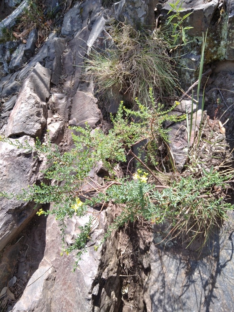 Hypericum brasiliense photo 8