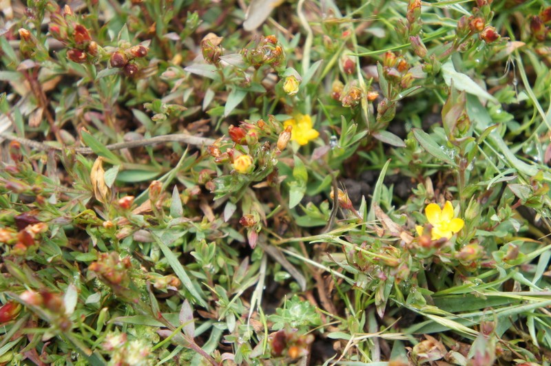 Hypericum brevistylum