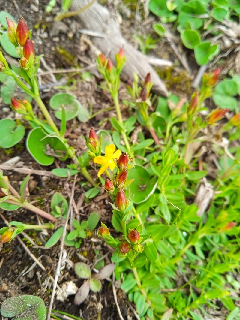 Hypericum brevistylum photo 2